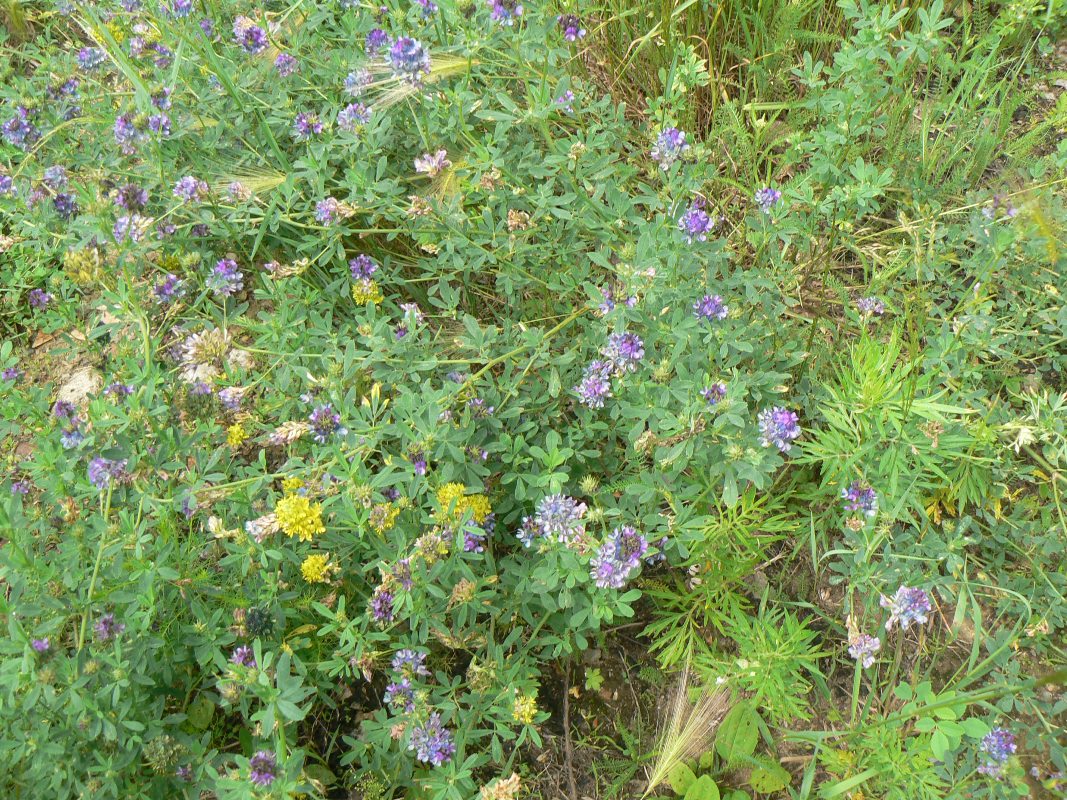 Image of Medicago × varia specimen.