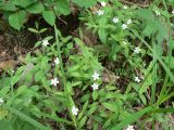 Moehringia lateriflora. Цветущие растения. Хабаровский край, Хабаровский р-н, окр. пос. Корфовский. 26.05.2013.