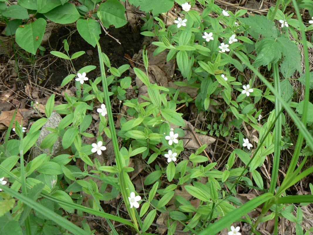 Image of Moehringia lateriflora specimen.