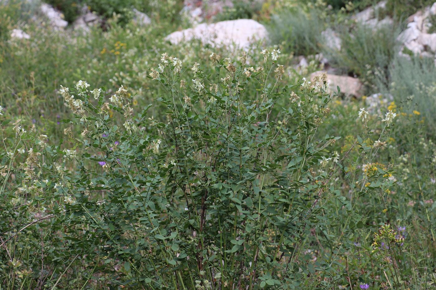 Изображение особи Hedysarum flavescens.