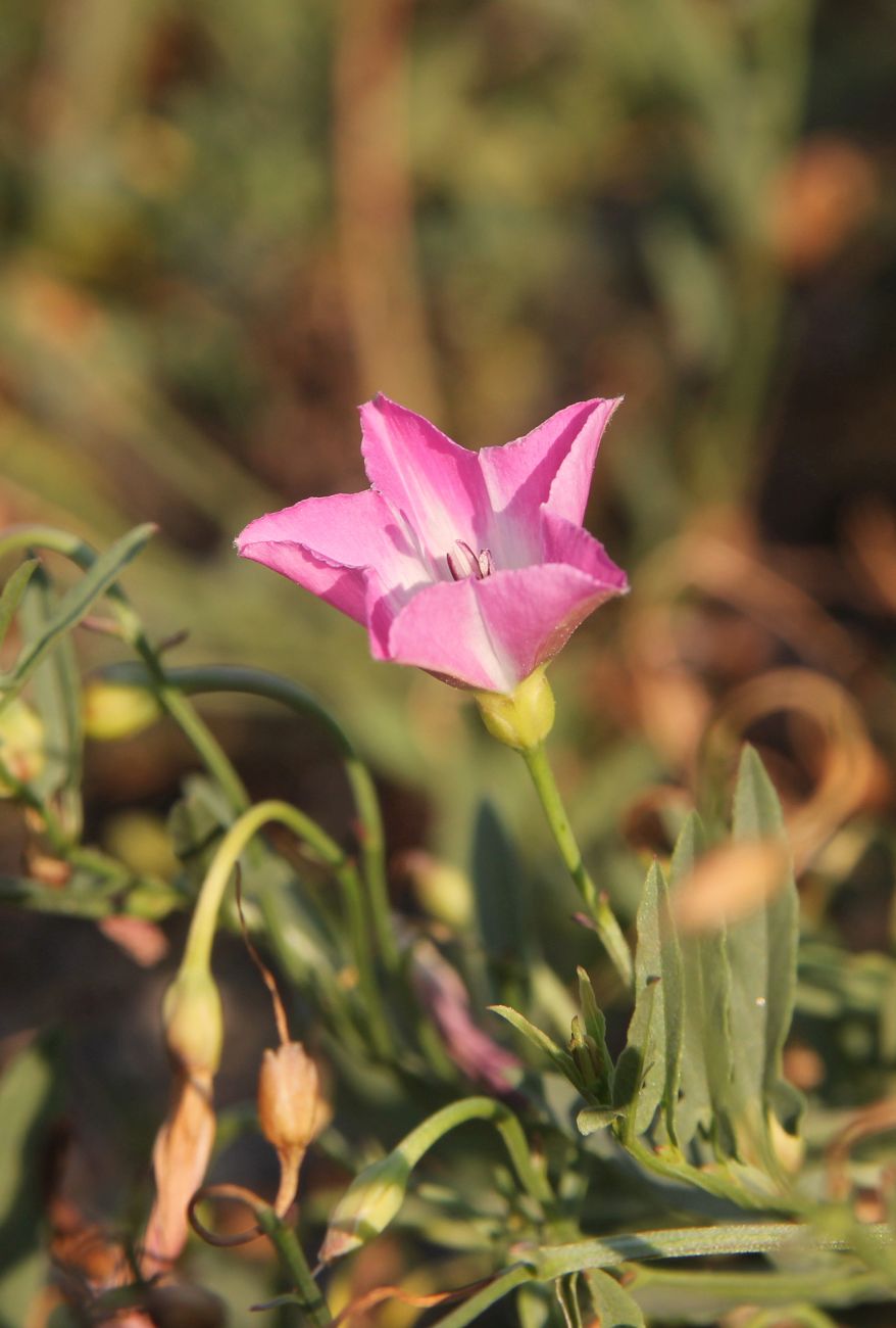 Image of Convolvulus chinensis specimen.