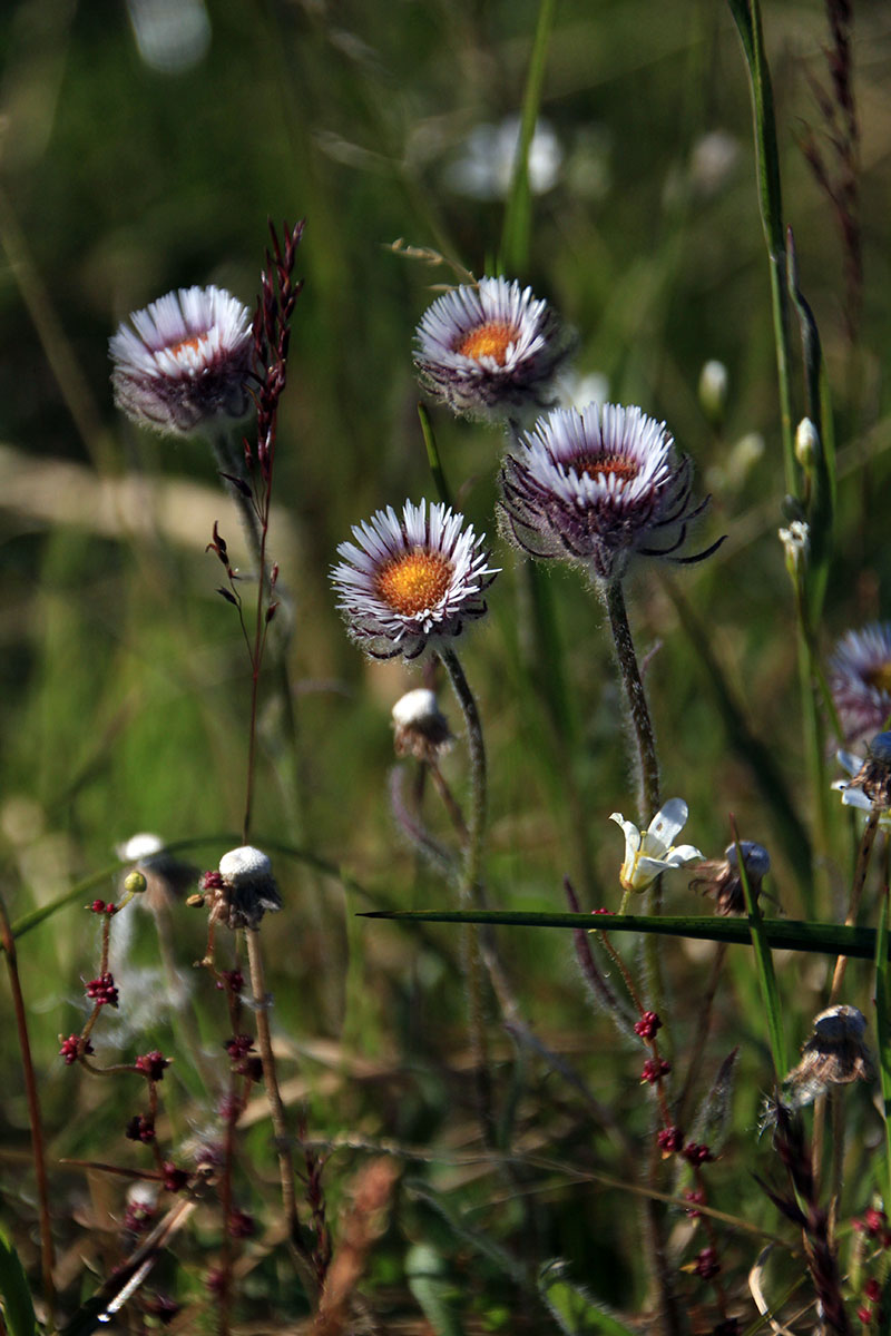 Image of Erigeron eriocalyx specimen.