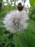 genus Taraxacum