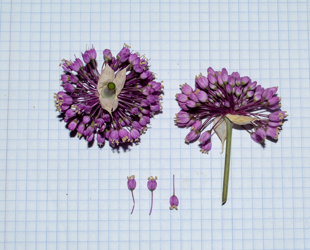 Image of Allium carmeli specimen.