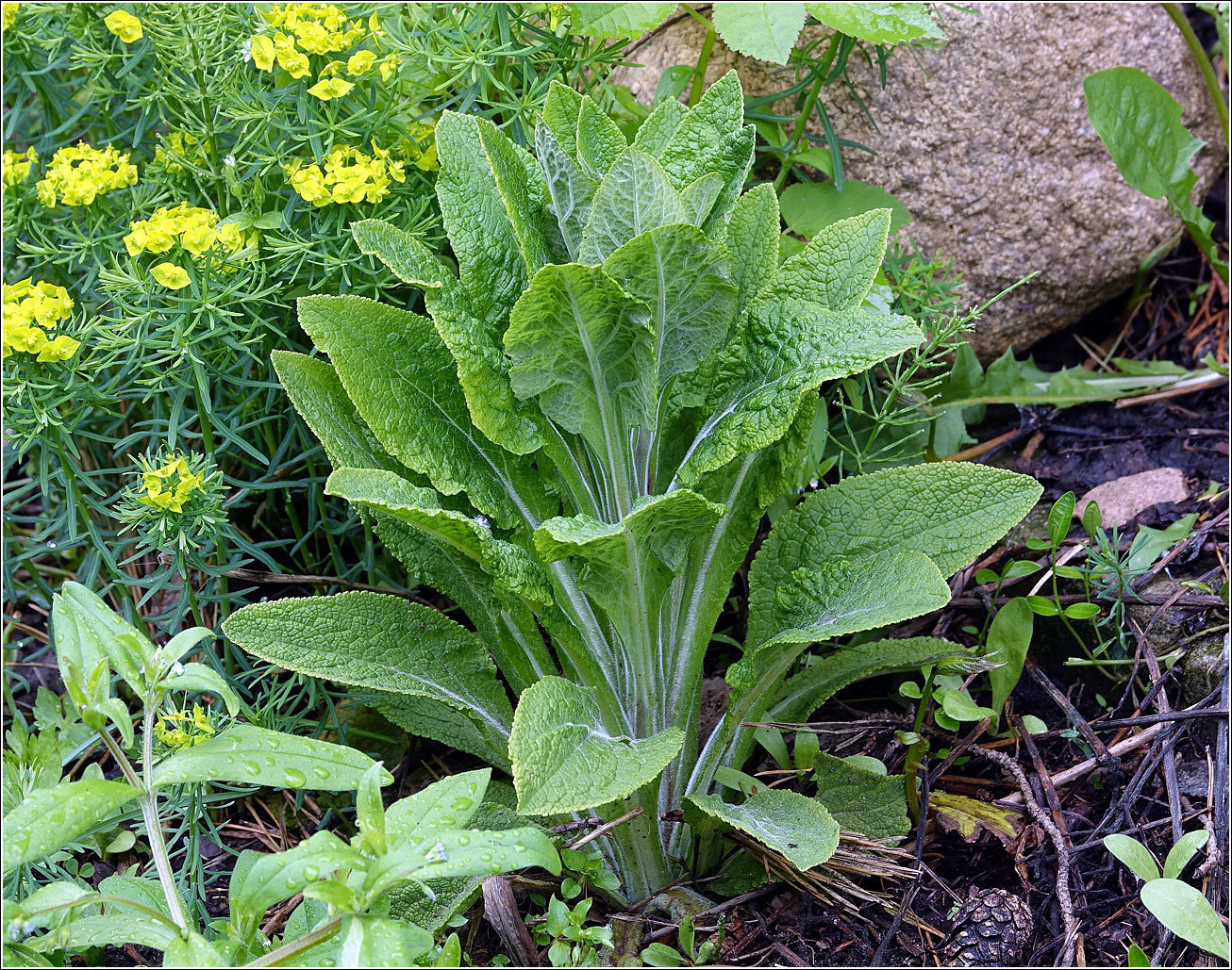 Изображение особи Digitalis purpurea.