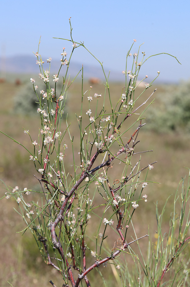 Image of Calligonum aphyllum specimen.