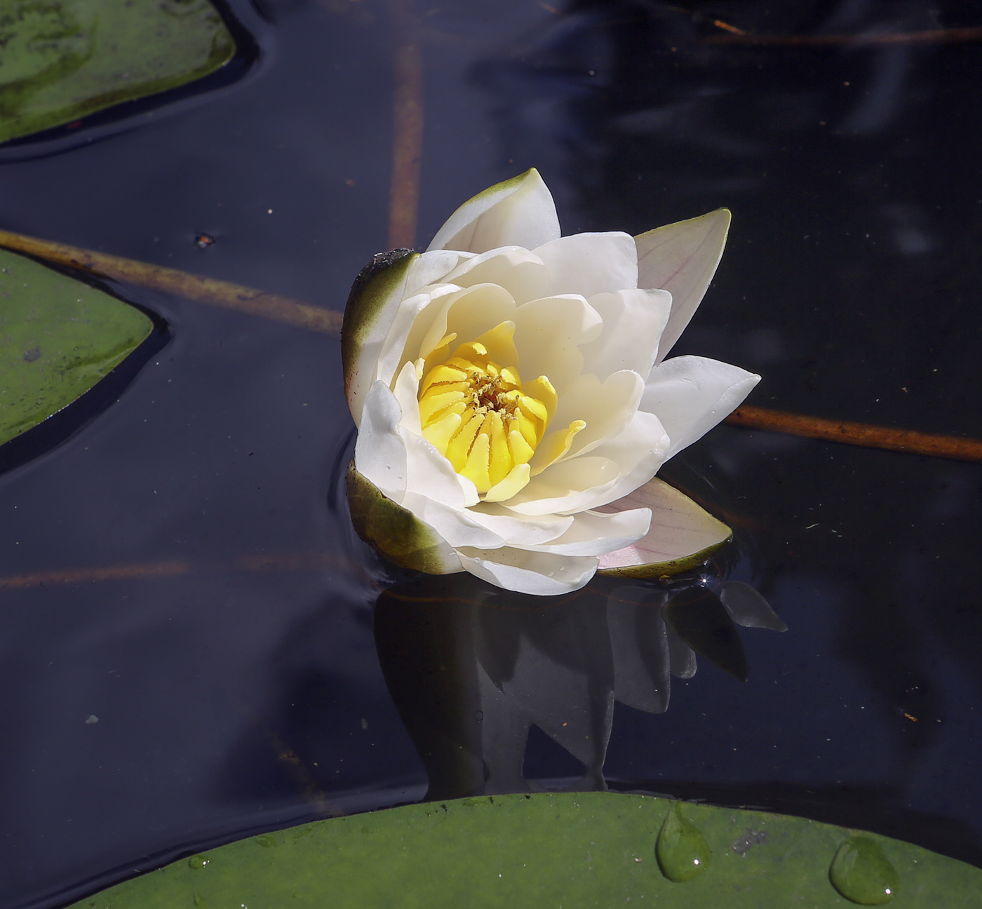 Изображение особи Nymphaea candida.