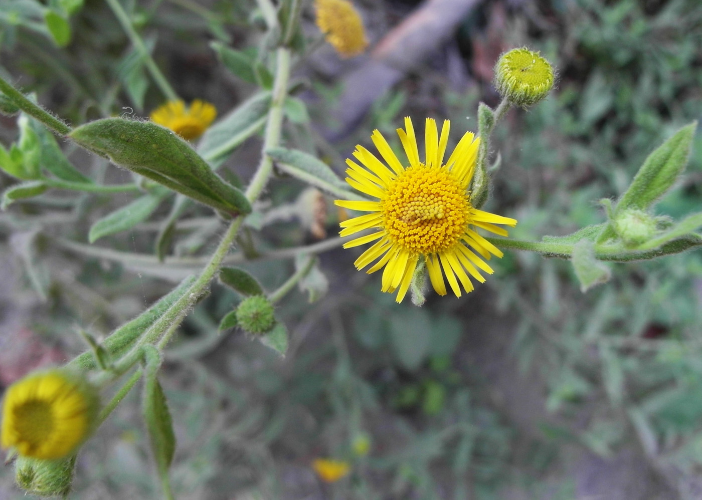 Изображение особи Pulicaria dysenterica.