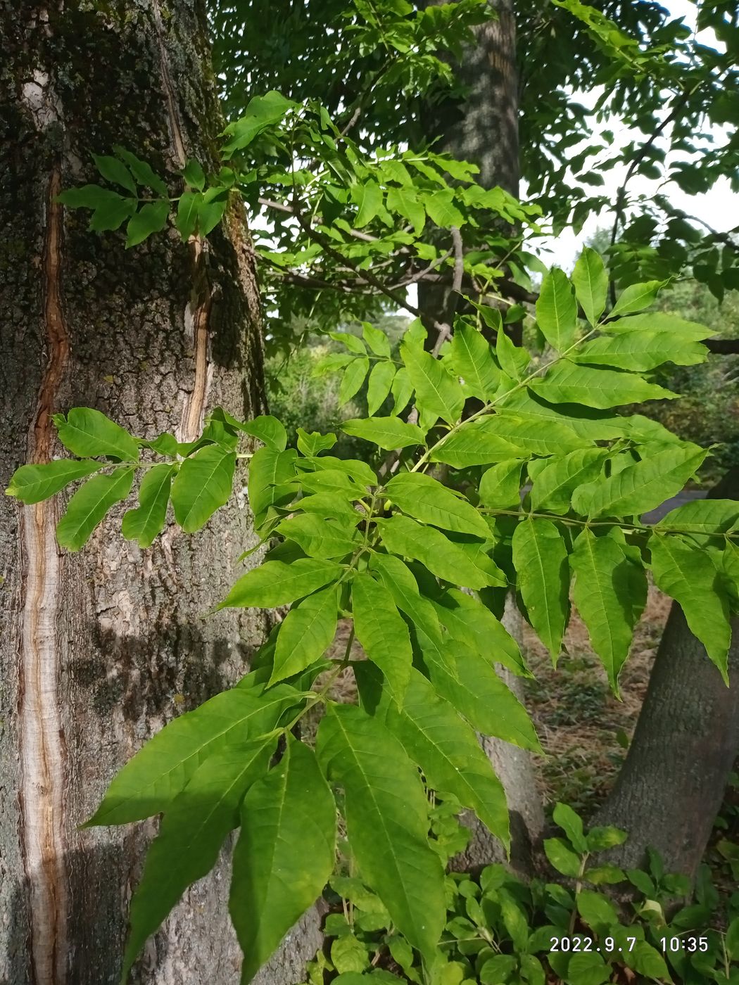Image of Fraxinus mandshurica specimen.