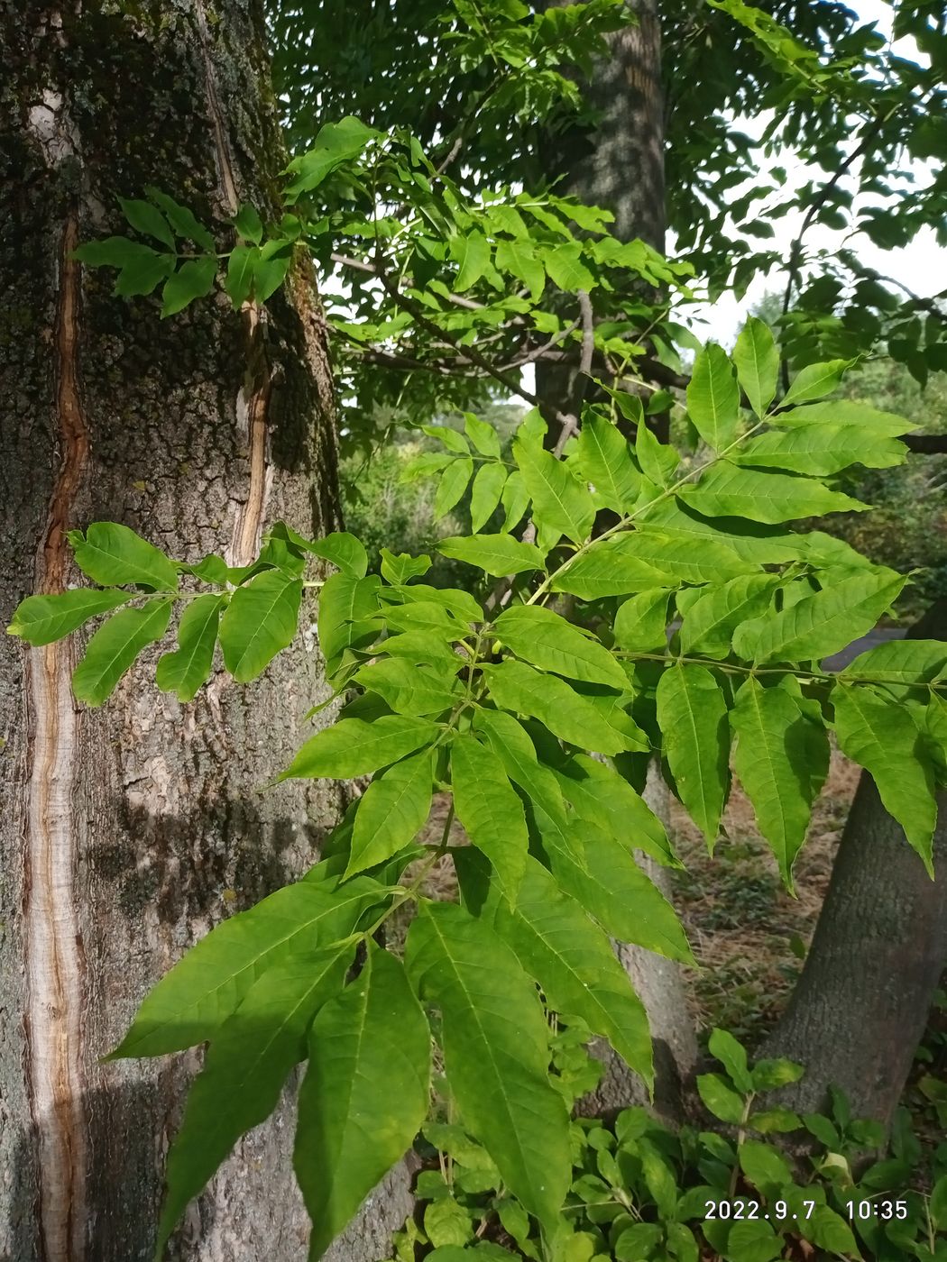 Изображение особи Fraxinus mandshurica.