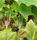 Geranium sibiricum. Плоды (в центре - вскрывшийся). Московская обл., ГО Подольск, мкр-н Климовск, балласт железной дороги. 13.09.2022.