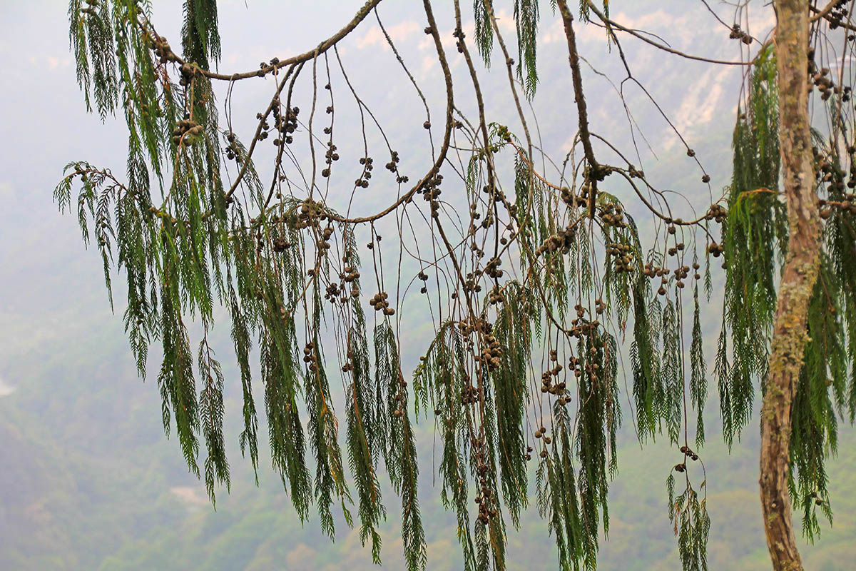 Image of familia Cupressaceae specimen.