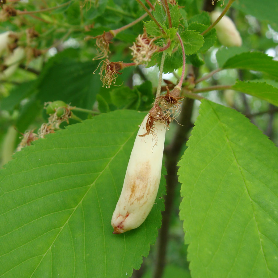 Image of Cerasus maximowiczii specimen.