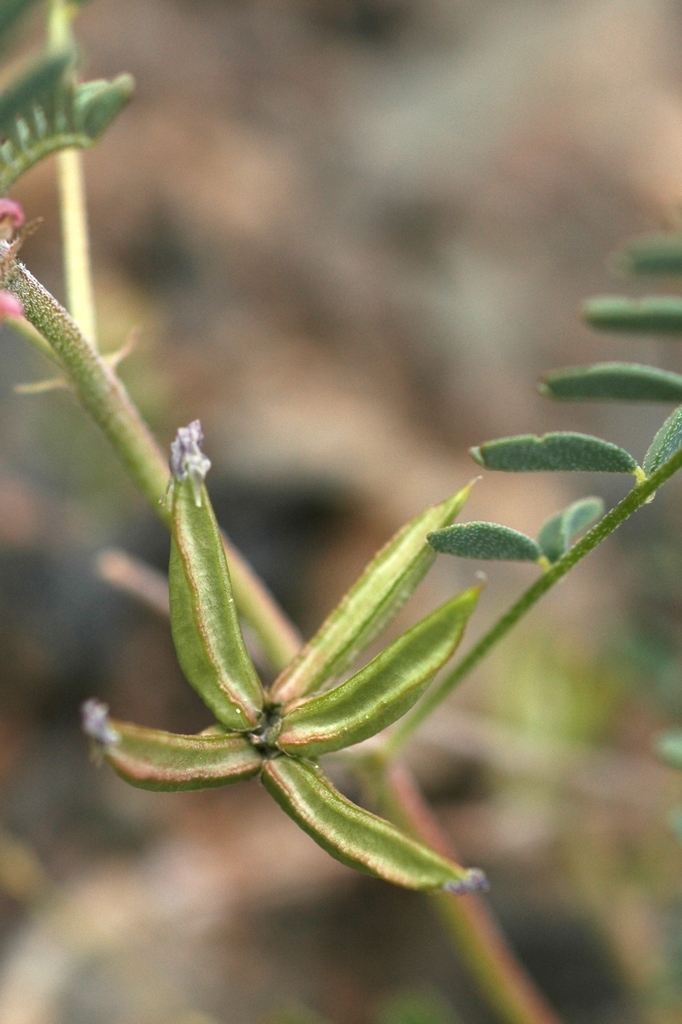 Изображение особи Astragalus psiloglottis.