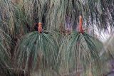 genus Pinus. Верхушки побегов. Китай, провинция Юньнань, нац. парк \"Шилинь\". 06.03.2017.