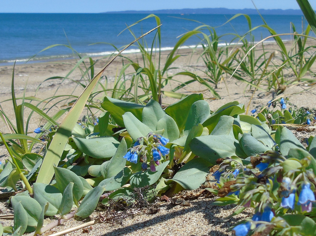 Изображение особи Mertensia maritima.