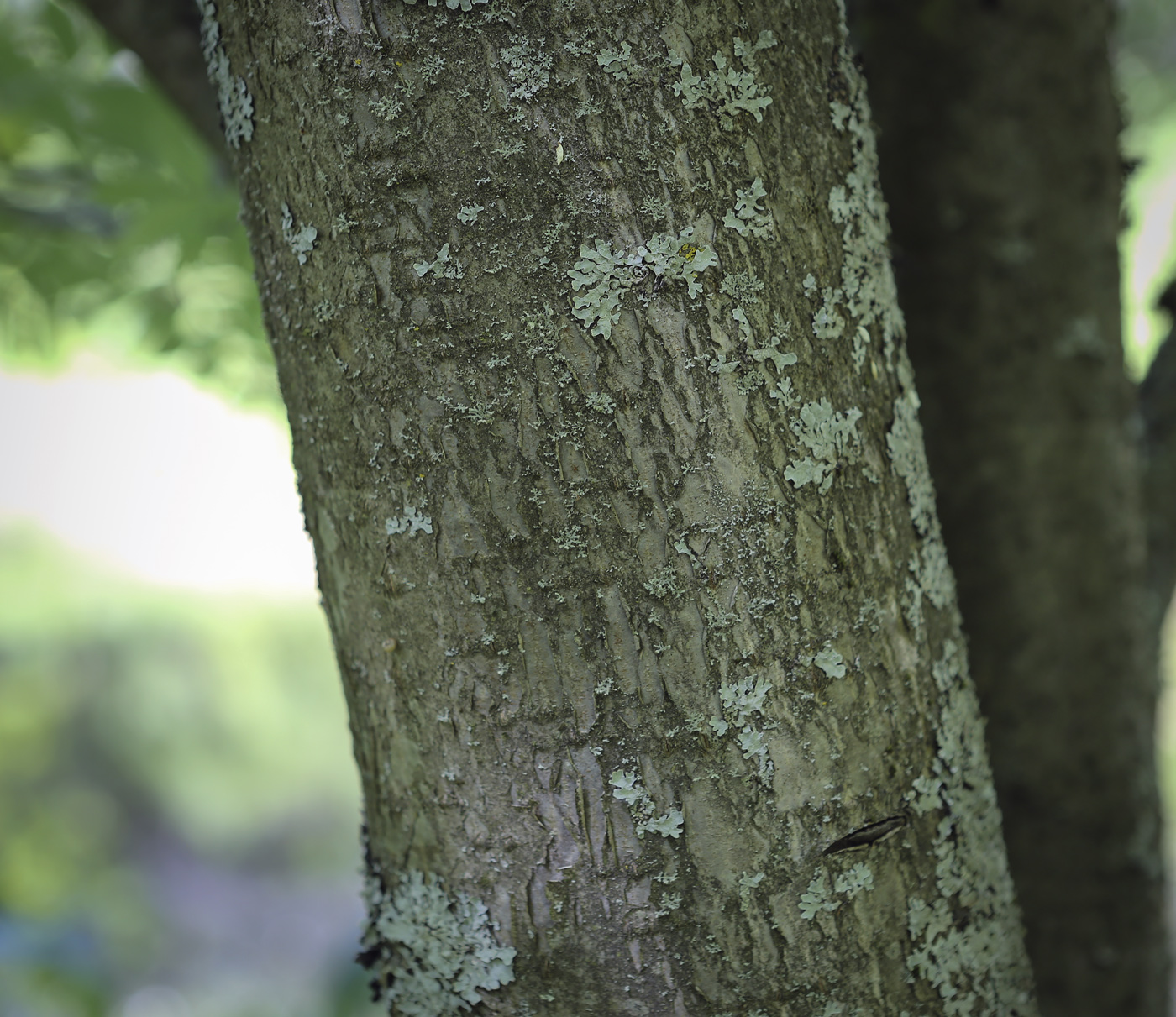 Image of Sorbus aucuparia specimen.