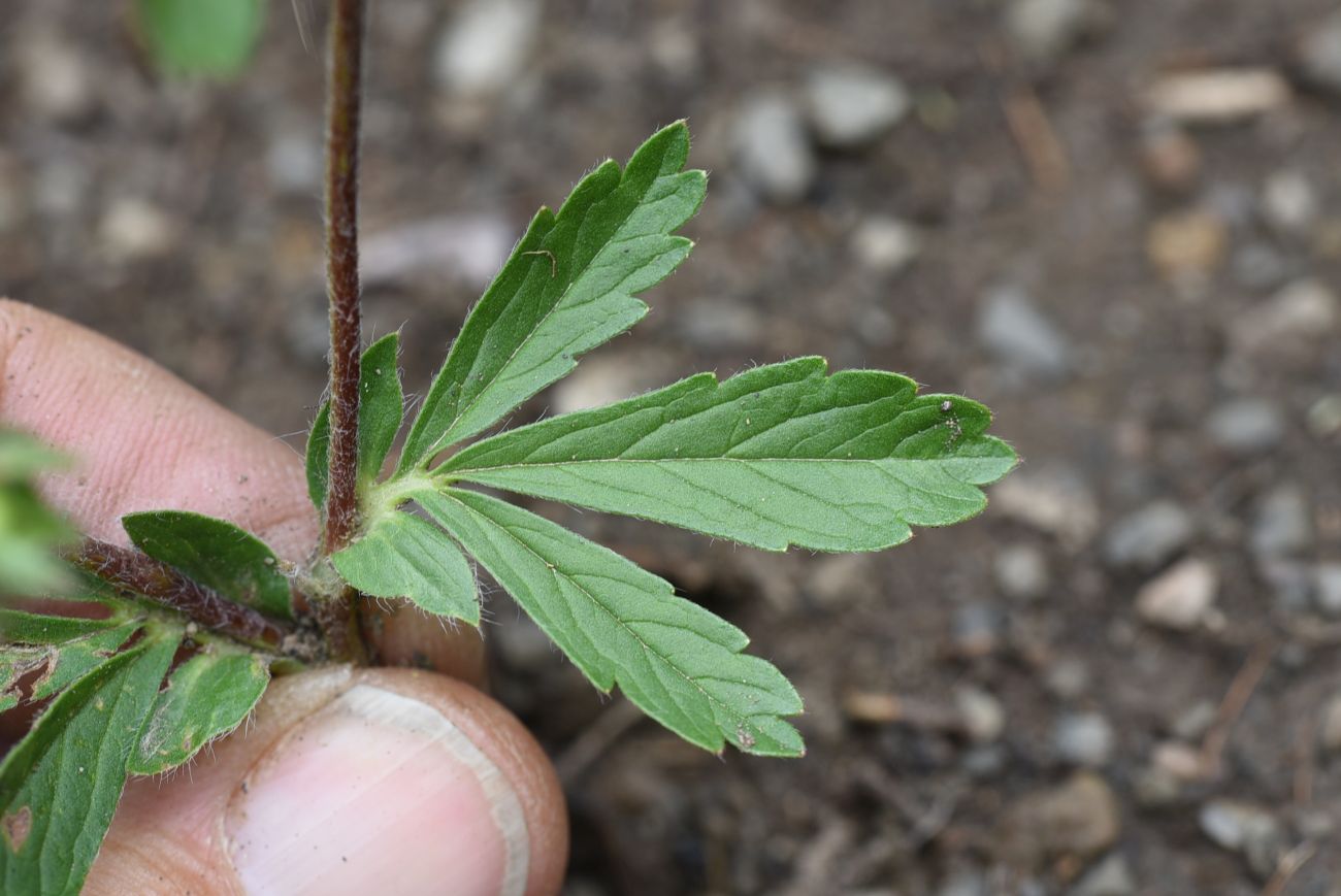 Image of Potentilla adscharica specimen.