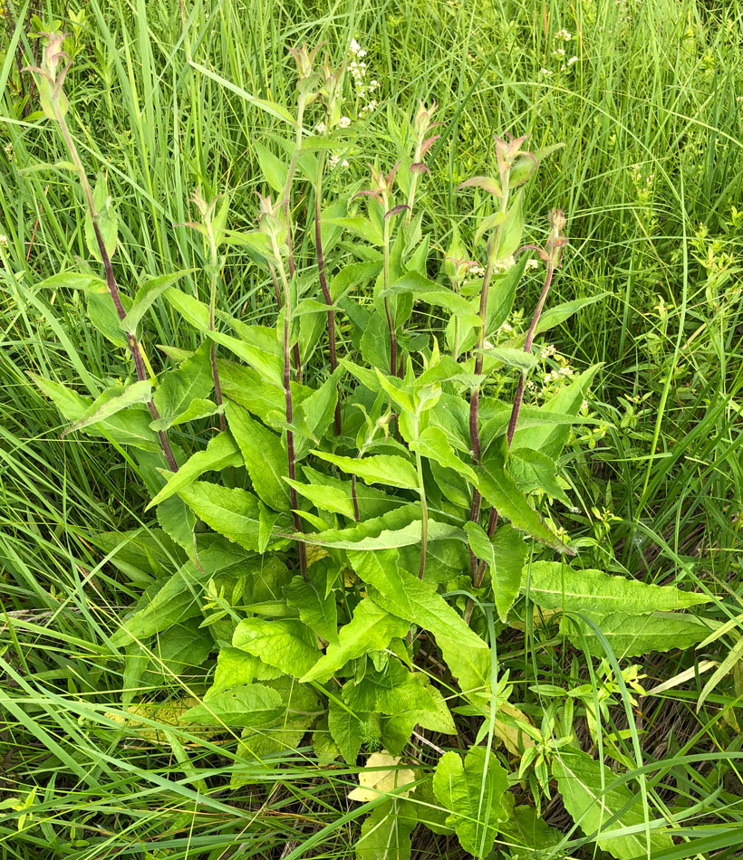 Image of Campanula glomerata specimen.