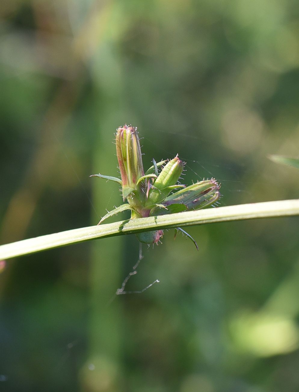 Image of Cichorium intybus specimen.