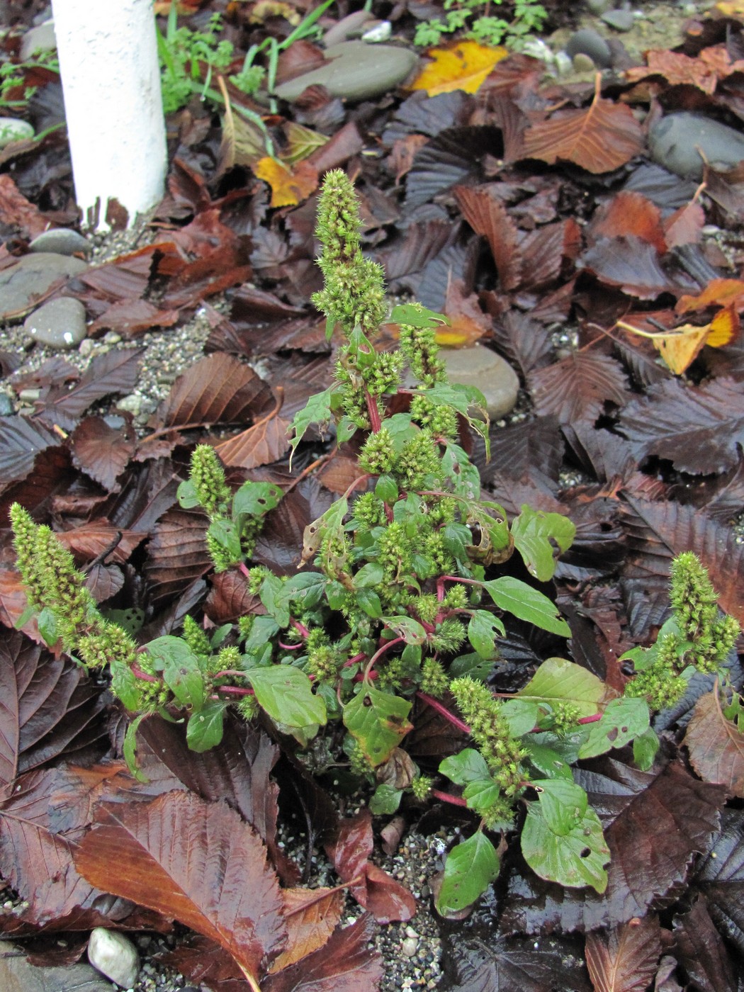 Image of genus Amaranthus specimen.