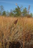 Carex limosa