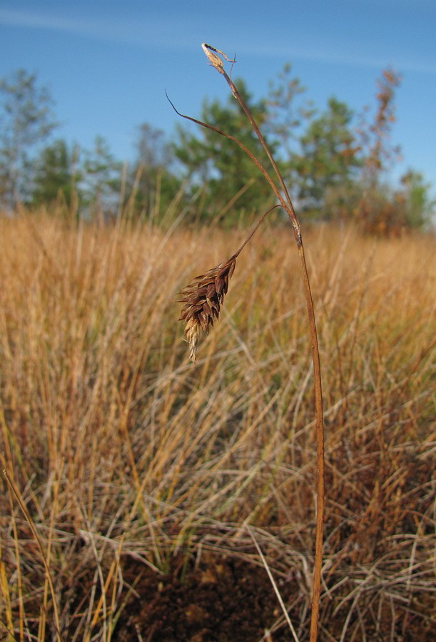Image of Carex limosa specimen.
