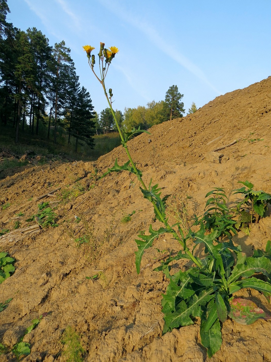 Изображение особи Sonchus arvensis ssp. uliginosus.