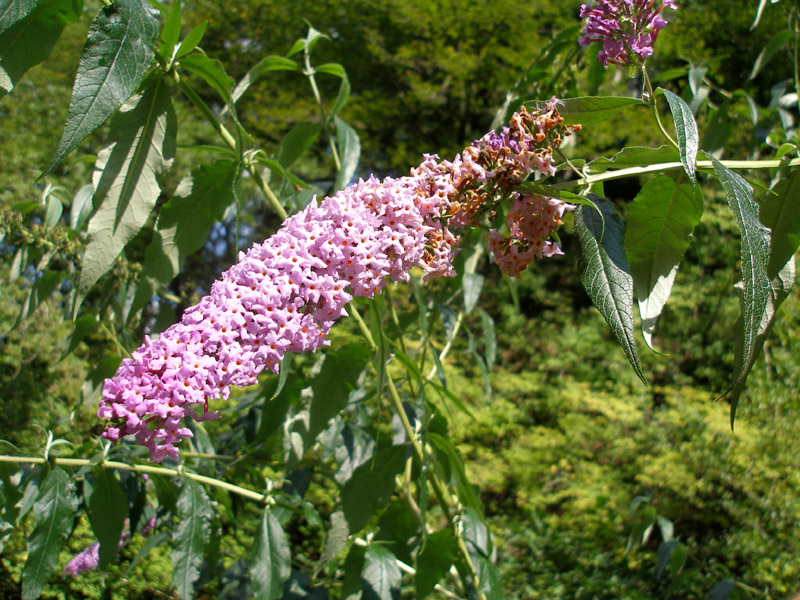 Image of Buddleja davidii specimen.