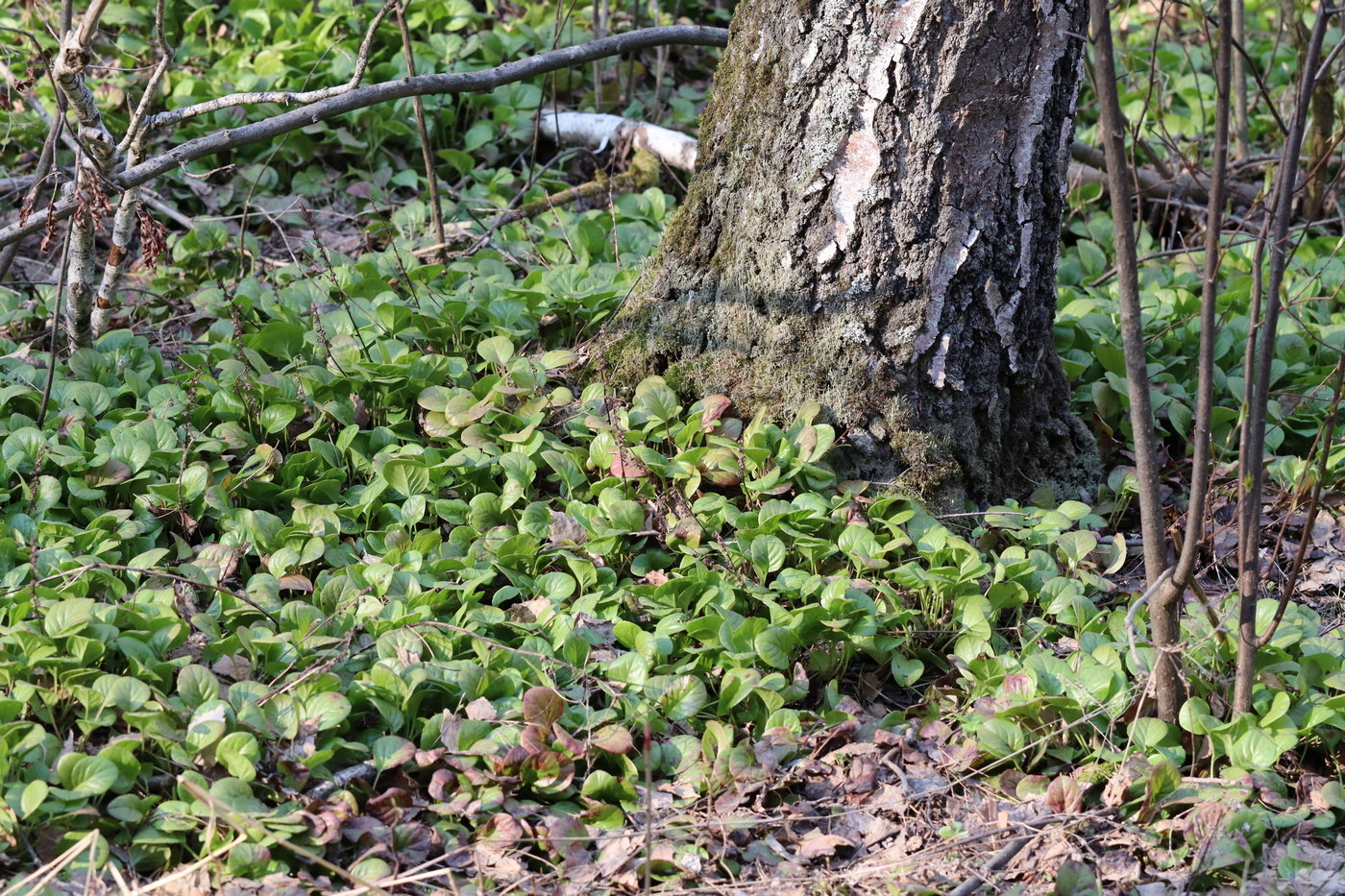 Image of Pyrola incarnata specimen.