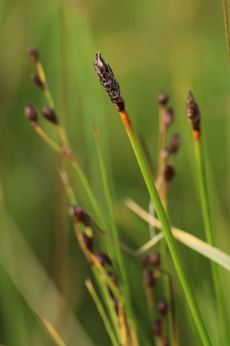 Image of genus Eleocharis specimen.