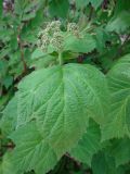 Viburnum orientale