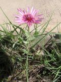 Tragopogon ruber