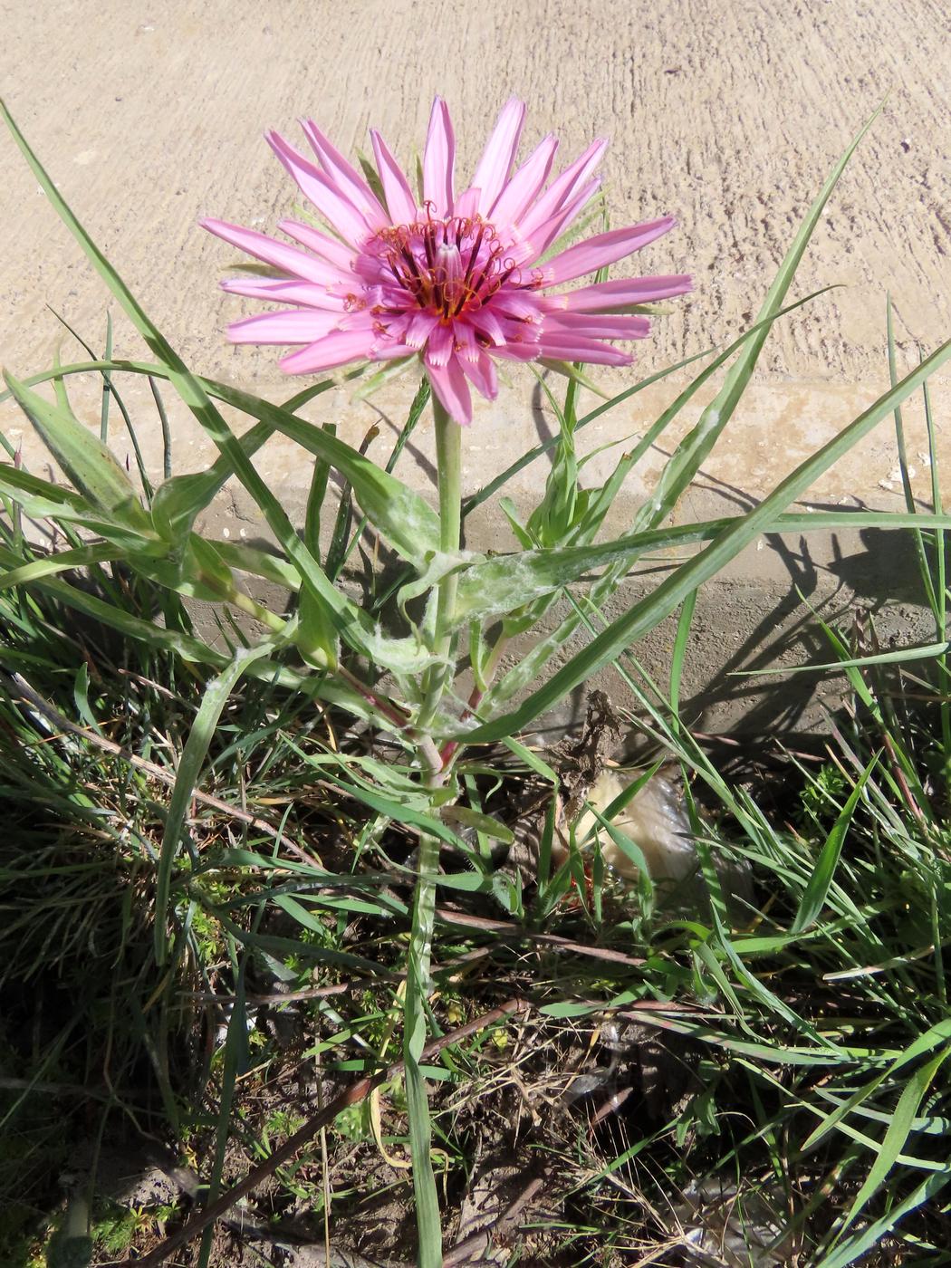 Изображение особи Tragopogon ruber.