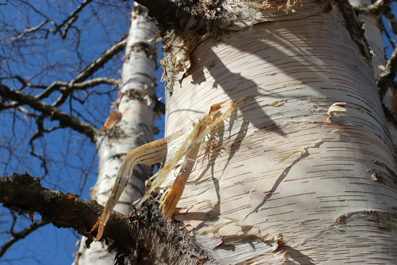 Изображение особи Betula papyrifera.