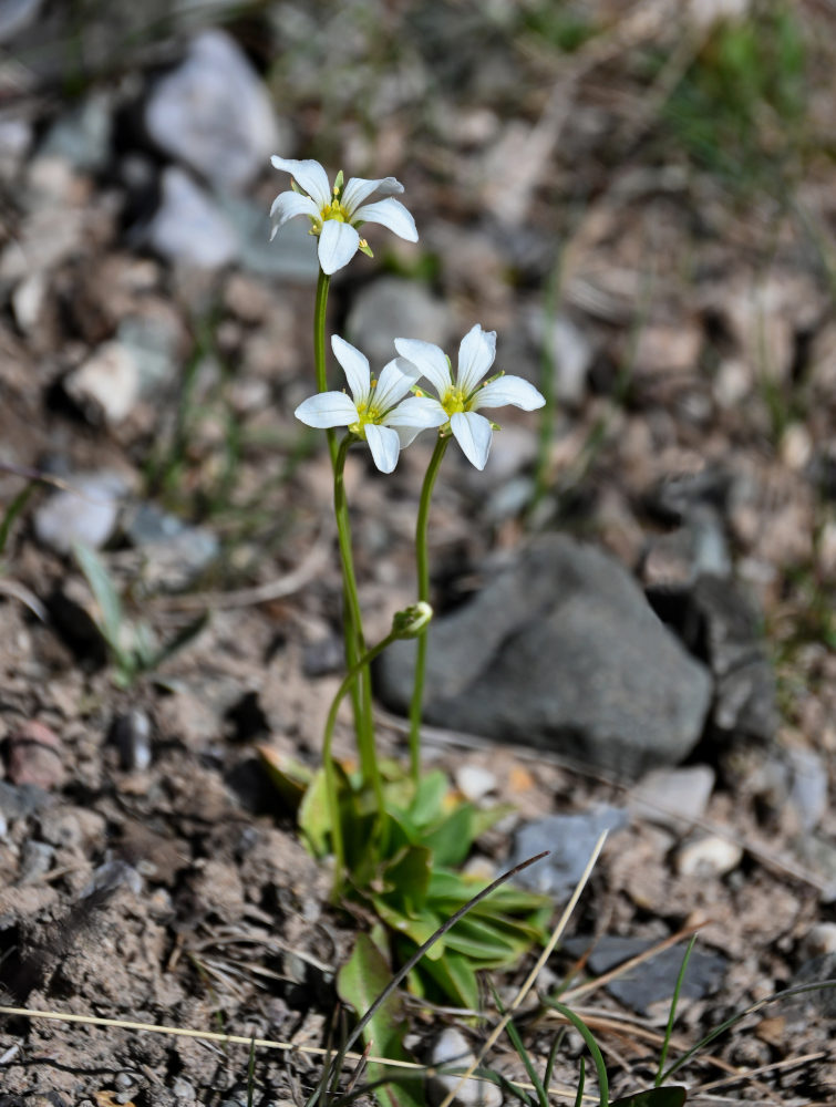 Изображение особи Parnassia laxmannii.