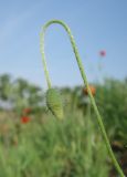 Papaver stevenianum. Верхушка побега с бутоном. Луганская народная республика, г. Луганск, окр. пос. Вергунский Разъезд, насыпной грунт в основании памятника. 19.05.2023.