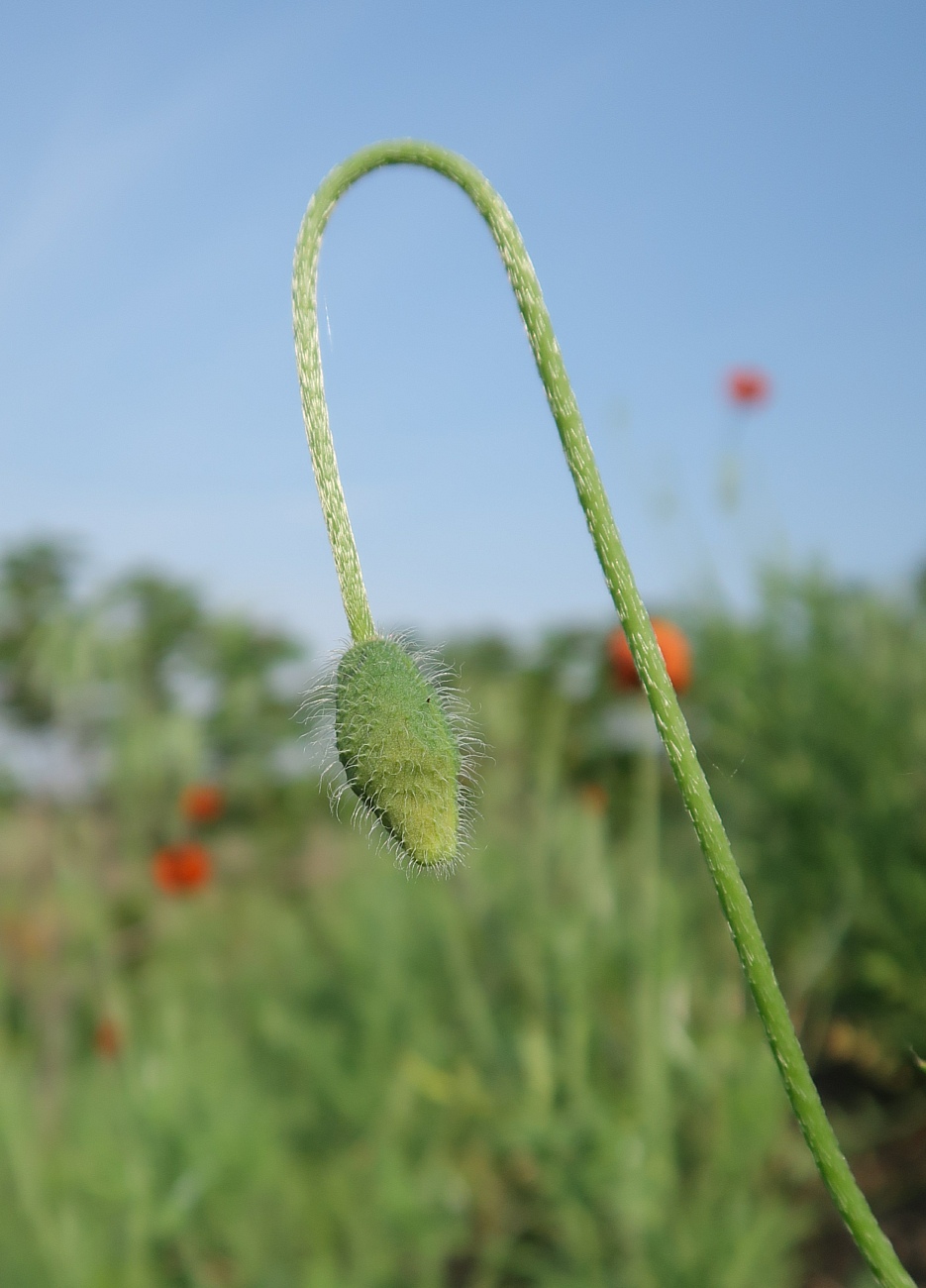 Image of Papaver stevenianum specimen.