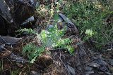 Oxytropis tachtensis