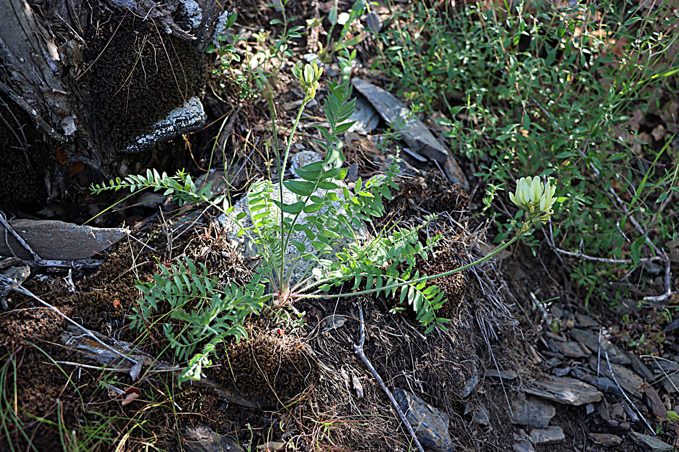 Изображение особи Oxytropis tachtensis.