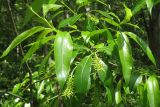 Salix pentandra