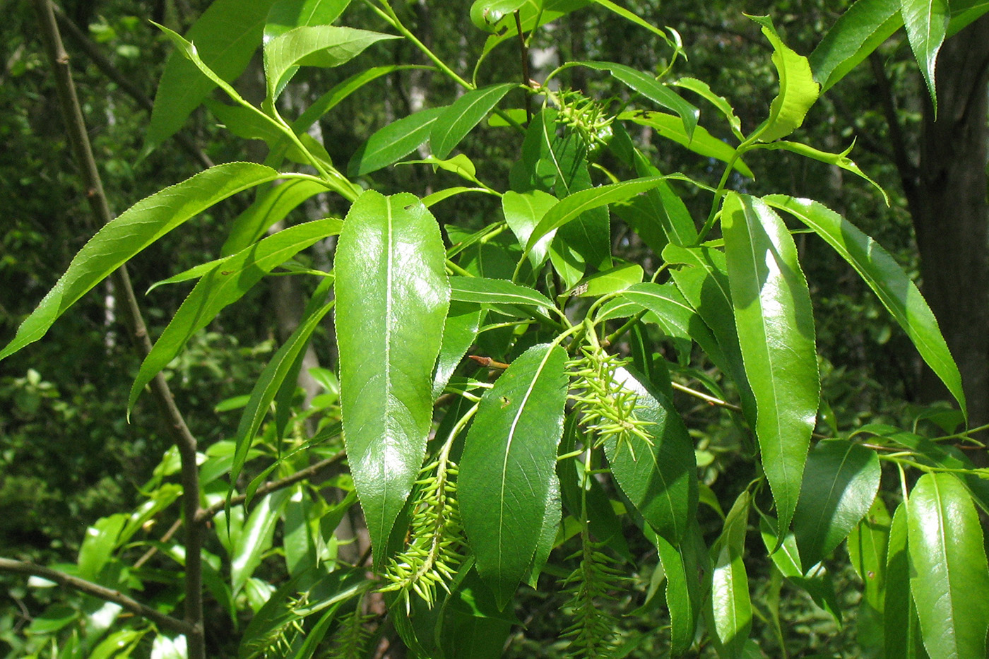 Изображение особи Salix pentandra.