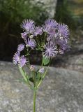 Thalictrum aquilegiifolium
