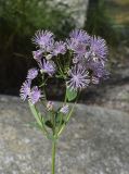 Thalictrum aquilegiifolium. Верхушка побега с соцветиями. Испания, автономное сообщество Каталония, провинция Жирона, комарка Рипольес, муниципалитет Сеткасес, окр. н.п. Сеткасес, ≈1270 м н.у.м., скалистый участок берега р. Тер. 25.06.2023.