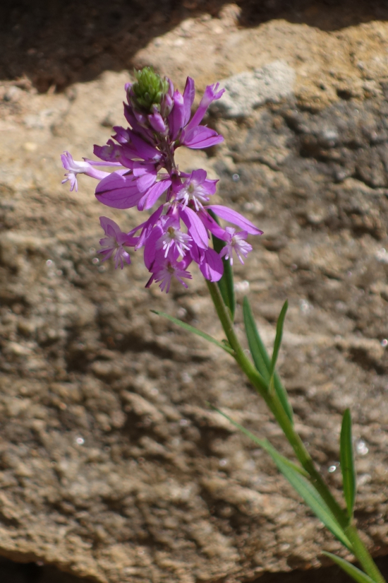 Image of Polygala caucasica specimen.