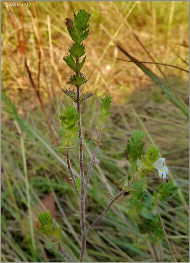 Изображение особи род Euphrasia.