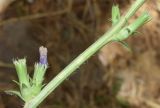 Cichorium intybus