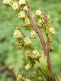 Artemisia maximovicziana