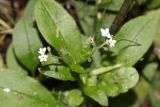 Myosotis krylovii. Соцветия. Томская обл., г. Томск, Академгородок, лиственичник. 21.07.2023.