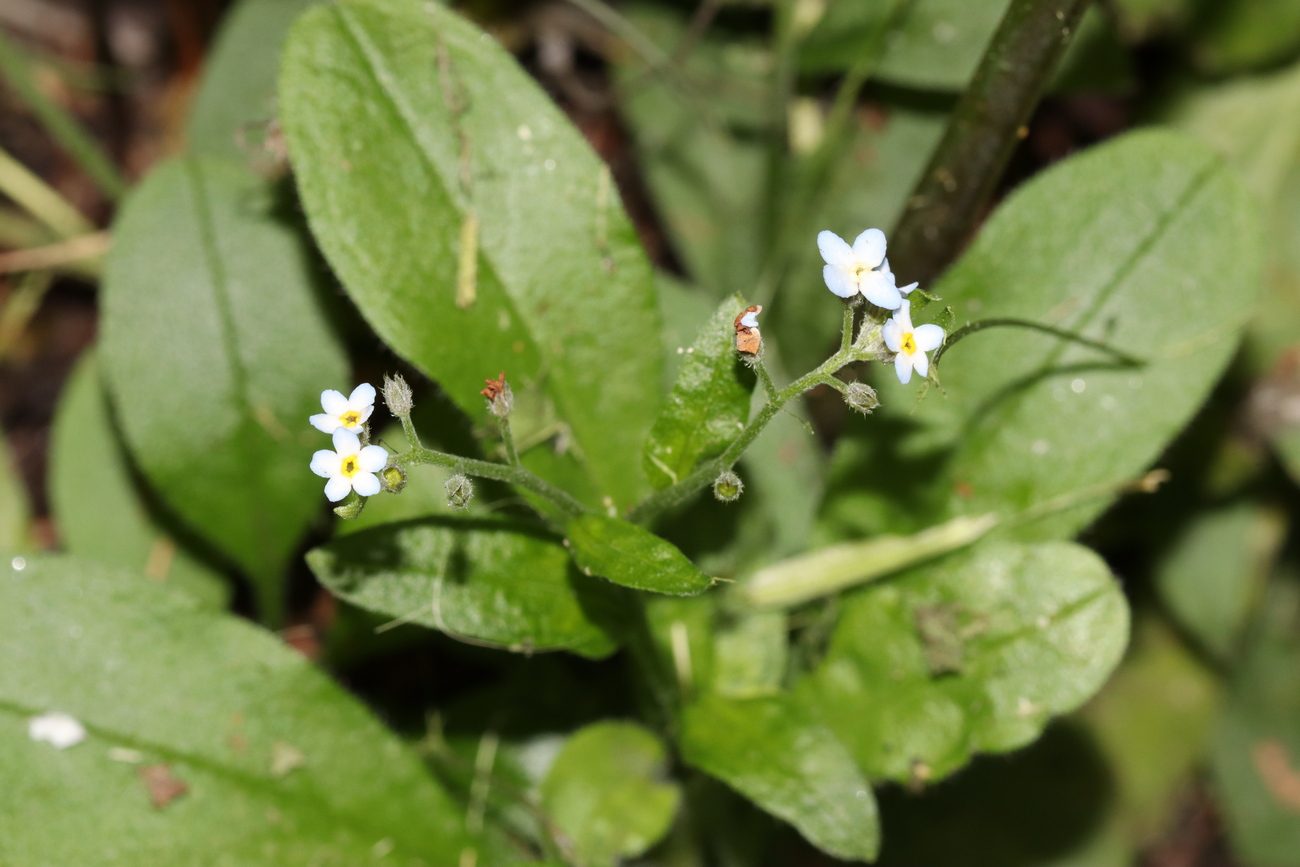 Изображение особи Myosotis krylovii.